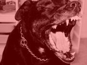 Pas napao ženu i mladića u Nišu, oboje hospitalizovani