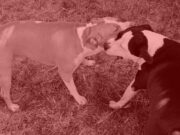 Napad psa u niškom naselju Čalije, povređene dve osobe