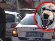 Dva psa napala ženu na Voždovcu, teško povređena prevezena u bolnicu