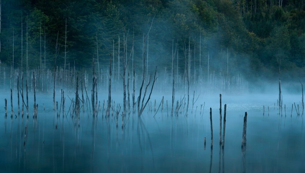 Photo by Daniel Mirlea mangrove beside trees during daytime