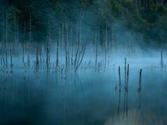 Ubistva na jezeru Bodom 1960: troje tinejdžera brutalno napadnuto, misterija koja traje decenijama mangrove beside trees during daytime