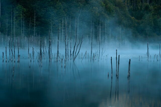 Photo by Daniel Mirlea mangrove beside trees during daytime