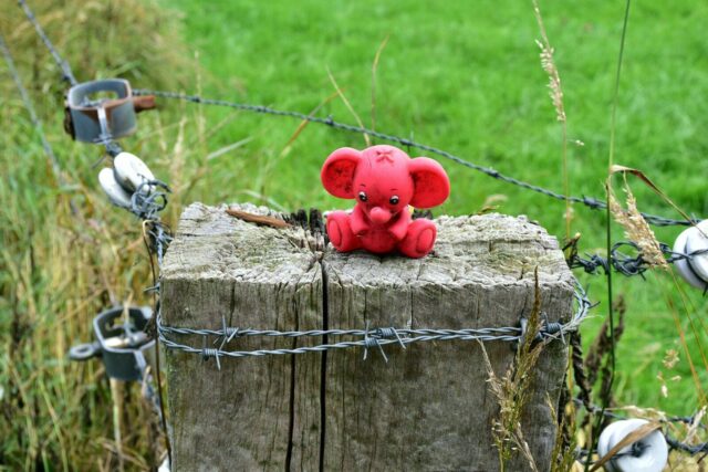 Photo by Ries Bosch a red teddy bear sitting on top of a wooden post