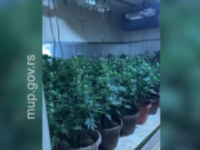 Dve osobe uhapšene u Subotici zbog ilegalne proizvodnje marihuane