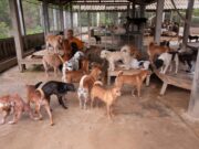 Policija u Varu otkrila ilegalni uzgoj životinja, spaseno više od 820 jedinki