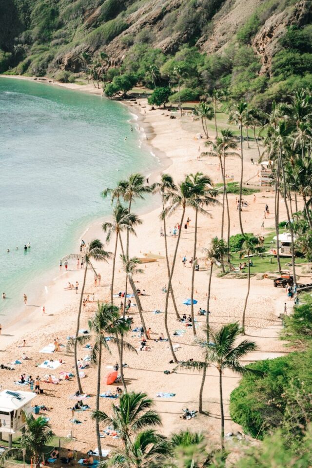 Photo by Angela Bailey seashore and green palm trees scenery