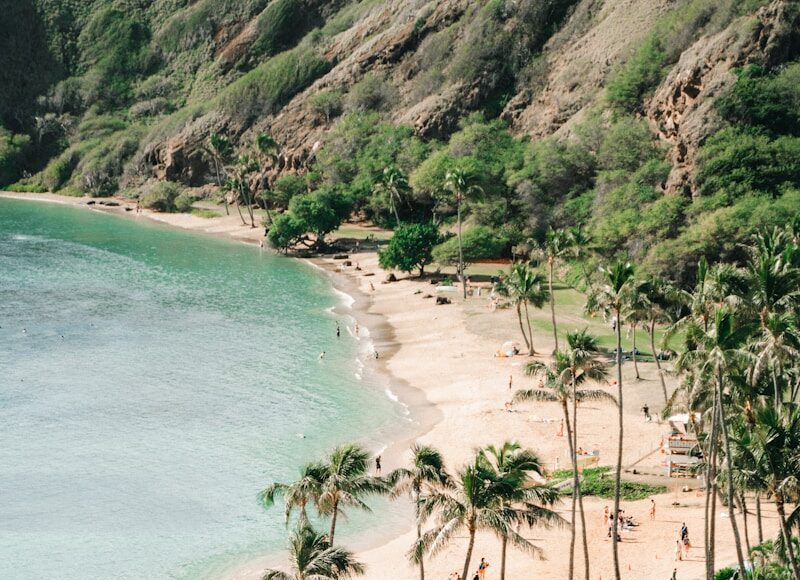 seashore and green palm trees scenery