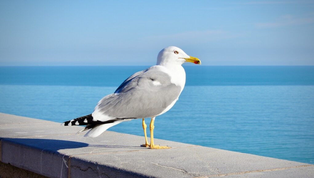 white and gray bird on gray concrete surface near body of water during daytime