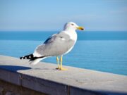 Osuđen muškarac zbog ubistva galeba na šetalištu u Nju Džersiju white and gray bird on gray concrete surface near body of water during daytime