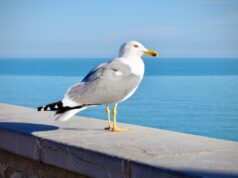Osuđen muškarac zbog ubistva galeba na šetalištu u Nju Džersiju white and gray bird on gray concrete surface near body of water during daytime