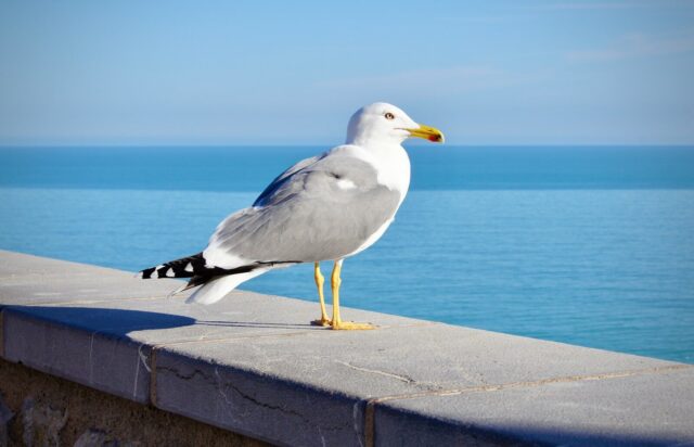 Photo by María López Jorge white and gray bird on gray concrete surface near body of water during daytime