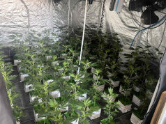 Policija otkrila dve marihuana laboratorije na Zvezdari, priveden tridesetjednogodišnjak