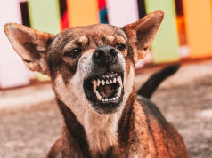Petogodišnje dete povređeno u napadu psa u Sopotu