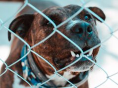 Pas napao petogodišnju devojčicu u Sopotu, vlasnik uhapšen