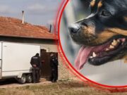 Psi lutalice kod Požege napali stado, stradalo više od 30 ovaca i jagnjadi