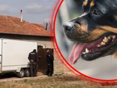 Psi lutalice kod Požege napali stado, stradalo više od 30 ovaca i jagnjadi