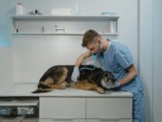 Žena osumnjičena za neregistrovane veterinarske zahvate u Kaliforniji, životinje pretrpele bol