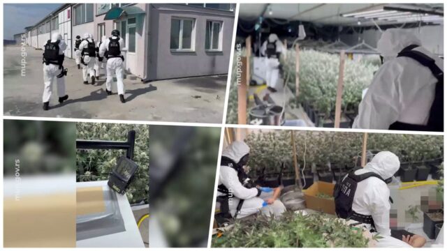 policija-otkrila Policija otkrila laboratoriju sa marihuanom u Batajnici, uhapšeno pet osoba – laboratorija za marihuanu u Batajnici