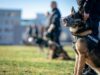 Kako policijski psi pronalaze trag koji čovek ne može da vidi? Tajna njihovog neverovatnog njuha Police officers and German Shepherds during a training session outdoors.