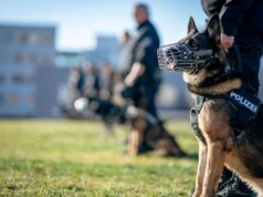 Kako policijski psi pronalaze trag koji čovek ne može da vidi? Tajna njihovog neverovatnog njuha Police officers and German Shepherds during a training session outdoors.