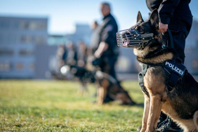 Photo by maxed. RAW Police officers and German Shepherds during a training session outdoors.