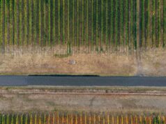 Pronađeno telo žene u vinogradima kod Gara, dvojica muškaraca u pritvoru Pronađeno telo žene u vinogradima kod Gara, dvojica muškaraca u pritvoru – pronađeno telo u Gardu