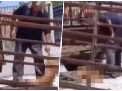 Radnik pečenjare uhapšen zbog ubijanja pasa u Mladenovcu, istraga u toku Radnik pečenjare uhapšen zbog ubijanja pasa u Mladenovcu, istraga u toku – ubijanje pasa u Mladenovcu