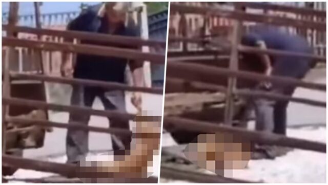 Radnik pečenjare uhapšen zbog ubijanja pasa u Mladenovcu, istraga u toku – ubijanje pasa u Mladenovcu