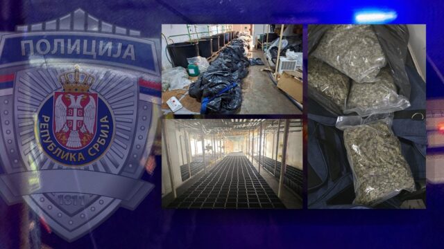 policija-otkrila Policija otkrila plantažu konoplje u Boru, uhapšen muškarac zbog sumnje na proizvodnju droge – plantaža konoplje u Boru