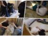 Hapšenje osumnjičenih za ubistvo u Surčinu, privedena dva lica Hapšenje osumnjičenih za ubistvo u Surčinu, privedena dva lica