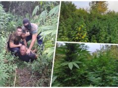Policijska akcija kod Varvarina: Uhapšene dve osobe, pronađen zasad kanabisa Policijska akcija kod Varvarina: Uhapšene dve osobe, pronađen zasad kanabisa – akcija policije kod Varvarina