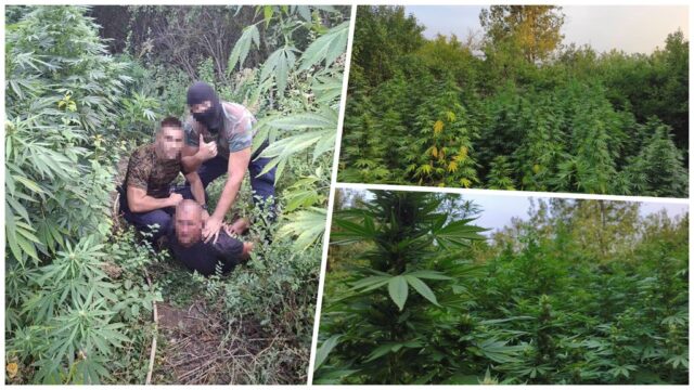 Policijska akcija kod Varvarina: Uhapšene dve osobe, pronađen zasad kanabisa – akcija policije kod Varvarina
