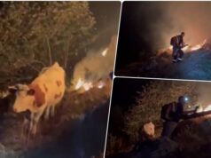 Požar na Suvoj planini kod Gadžin Hana, spaseno više od 30 grla stoke Požar na Suvoj planini kod Gadžin Hana, spaseno više od 30 grla stoke