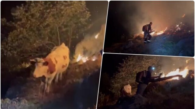 Požar na Suvoj planini kod Gadžin Hana, spaseno više od 30 grla stoke