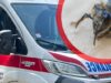 Dva mladića preminula posle ujeda insekata u Priboju i Obrenovcu Dva mladića preminula posle ujeda insekata u Priboju i Obrenovcu – ujed insekata Priboj