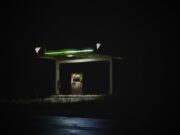 Napad na benzinskoj pumpi u Sent Petersburgu, žena osumnjičena za pokušaj ubistva Napad na benzinskoj pumpi u Sent Petersburgu, žena osumnjičena za pokušaj ubistva