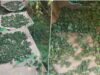 Policija zaplenila više od 100 kilograma kanabisa u Novom Sadu, uhapšene dve osobe Policija zaplenila više od 100 kilograma kanabisa u Novom Sadu, uhapšene dve osobe – kanabis u Novom Sadu
