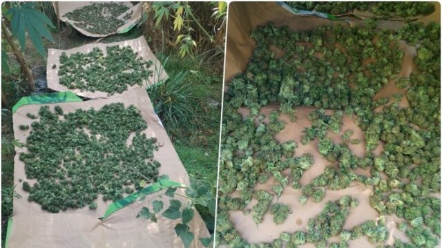 policija-zaplenila Policija zaplenila više od 100 kilograma kanabisa u Novom Sadu, uhapšene dve osobe – kanabis u Novom Sadu