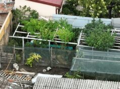 Policija otkrila plantažu kanabisa kod Novog Sada, uhapšen osumnjičeni Policija otkrila plantažu kanabisa kod Novog Sada, uhapšen osumnjičeni – zaplena kanabisa kod Novog Sada