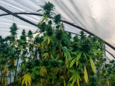 Policija u Kraljevu pronašla 40 kilograma kanabisa, uhapšen muškarac Policija u Kraljevu pronašla 40 kilograma kanabisa, uhapšen muškarac – zaplena kanabisa u Kraljevu